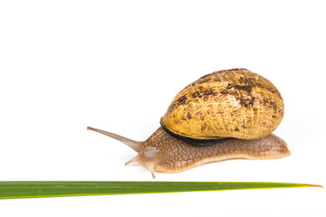 Big brown snail alive with pills on green natural leaf on white background