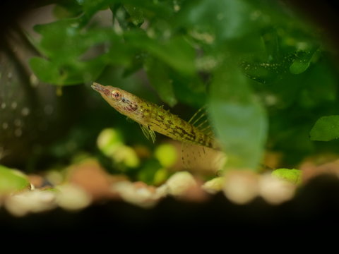 Indostomus crocodilus - Burma-Stichling 