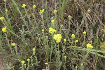 Helichrysum arenarium, dwarf everlast, immortelle yellow flowers