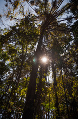 Obraz premium Parque Petronilla Markowicz