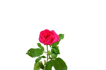 In selective focus a pink rose flower blossom with green leaves on white isolated background 