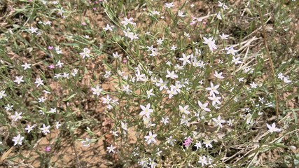 flowers on a green background