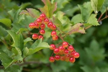 Bunch of red viburnum berries on a branch. Soft selective focus, round bokeh