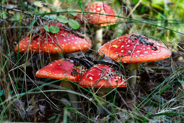 A family of red toadstools in a forest glade.Toadstool mushroom, isolated, closeup in the...