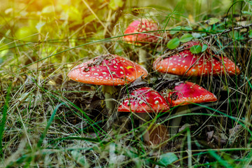A family of red toadstools in a forest glade.Toadstool mushroom, isolated, closeup in the grass.Amanita Muscaria.