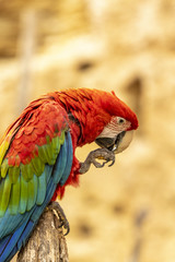 Ara chloroptère au zoo de Doué-la-Fontaine