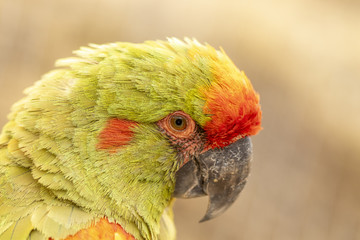 Ara de Lafresnaye au zoo de Doué-la-Fontaine
