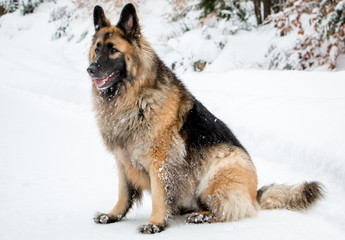 ong-haired german shepherd in the snow