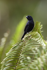 Variable seedeater sitting on fern