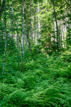 Fern Undergrowth In Mixed Conifer And Hardwood Forest