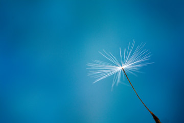 A single dandelion seed on a blue background. Closeup. Copy space for text.