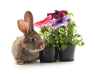 Brown rabbit and petunia in pots.