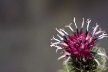 Burdock thorny purple flower. Blooming medicinal plant burdock on grey background.