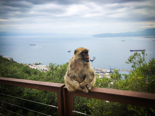 gibraltar monkeys close up view