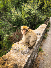 gibraltar monkeys close up view