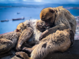 gibraltar monkeys close up view