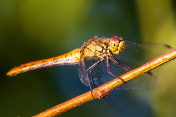 Macro shot of dragonfly who standing on a branch