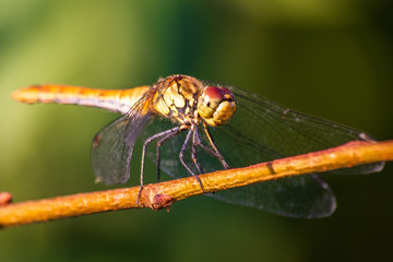 Macro shot of dragonfly who standing on a branch