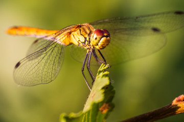 Macro shot of dragonfly who standing on a branch