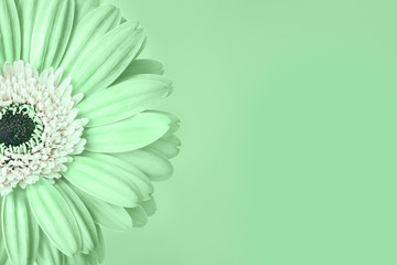 Closeup of trendy neo mint colored daisy flower with white center on green background with empty...
