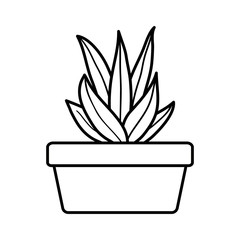 house plant in square ceramic pot