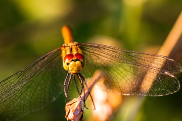 Macro shot of dragonfly who standing on a branch