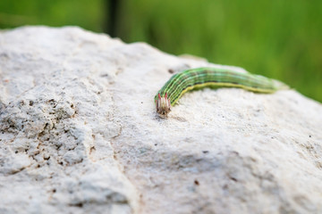 Green caterpillar with yellow stripes on a stone, El Remate, Peten, Guatemala
