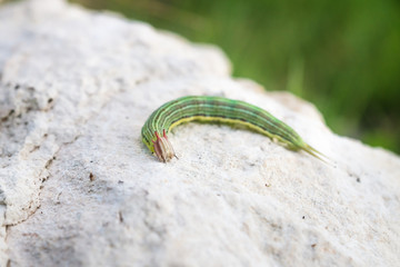 Green caterpillar with yellow stripes, El Remate, Peten, Guatemala