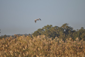 The beautiful birds Grey heron in the natural environment
