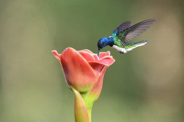 White-necked jacobin flying drinking nectar from pink flower - obrazy, fototapety, plakaty