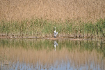 The beautiful birds Grey heron in the natural environment