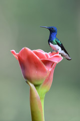 White-necked jacobin sitting on pink flower