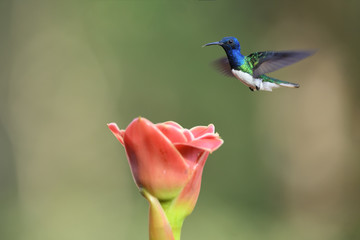 White-necked jacobin flying above pink flower