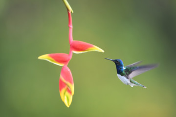 White-necked jacobin flying around yellow red flower
