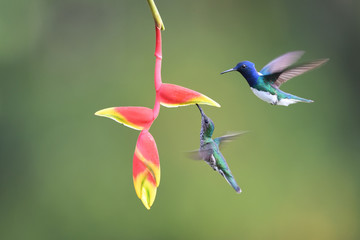 White-necked jacobin couple flying drinking nectar from yellow red flower