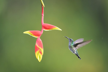 White-necked jacobin flying around yellow red flower