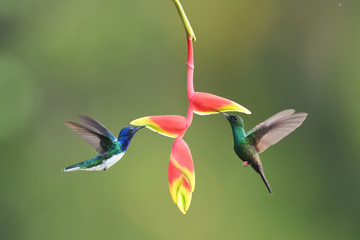 White-necked jacobin pair flying drinking nectar from yellow red flower
