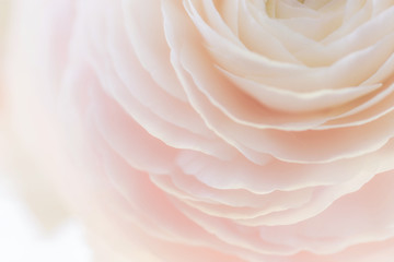 Beautiful soft tender background of cream ranunculus flower petals close up