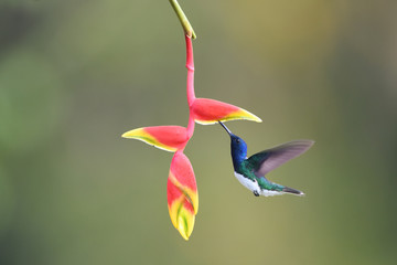 White-necked jacobin flying drinking nectar from yellow red flower