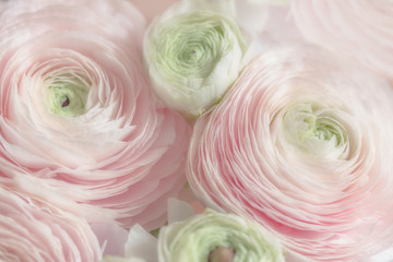 Beautiful soft tender background of cream and pink ranunculus flower petals close up
