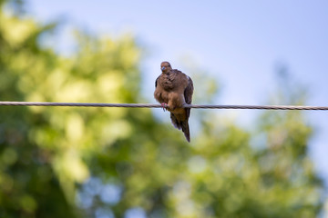Low angle horizontal view of pretty mourning dove with ruffled feathers staring while perched on...