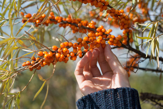 Hippophae