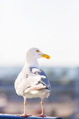 Seagull profile with bright yellow beak and eye close up illuminated by the sun