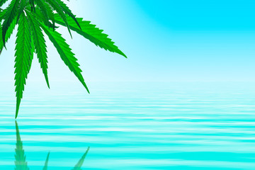 fresh green cannabis leaves above the water are reflected in the water, copy spaсe