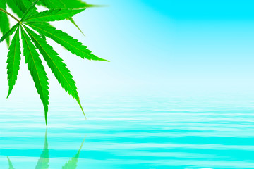 Fototapeta na wymiar fresh green cannabis leaves above the water are reflected in the water, copy spaсe