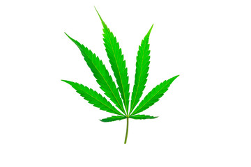 cannabis leaf on white background, isolate