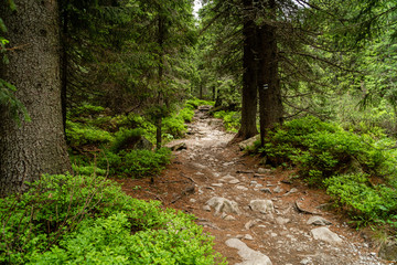 Fototapeta na wymiar Forest foot path with rocks