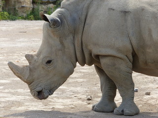 Fototapeta premium Zoo