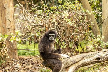 Gibbon à mains blanches au zoo de Doué-la-Fontaine