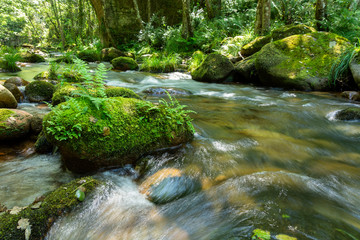 Forest stream with green vegetation in the river banks and rocks covered with moss.